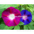 High quality for morning glory seeds Pharbitis Seed For Planting